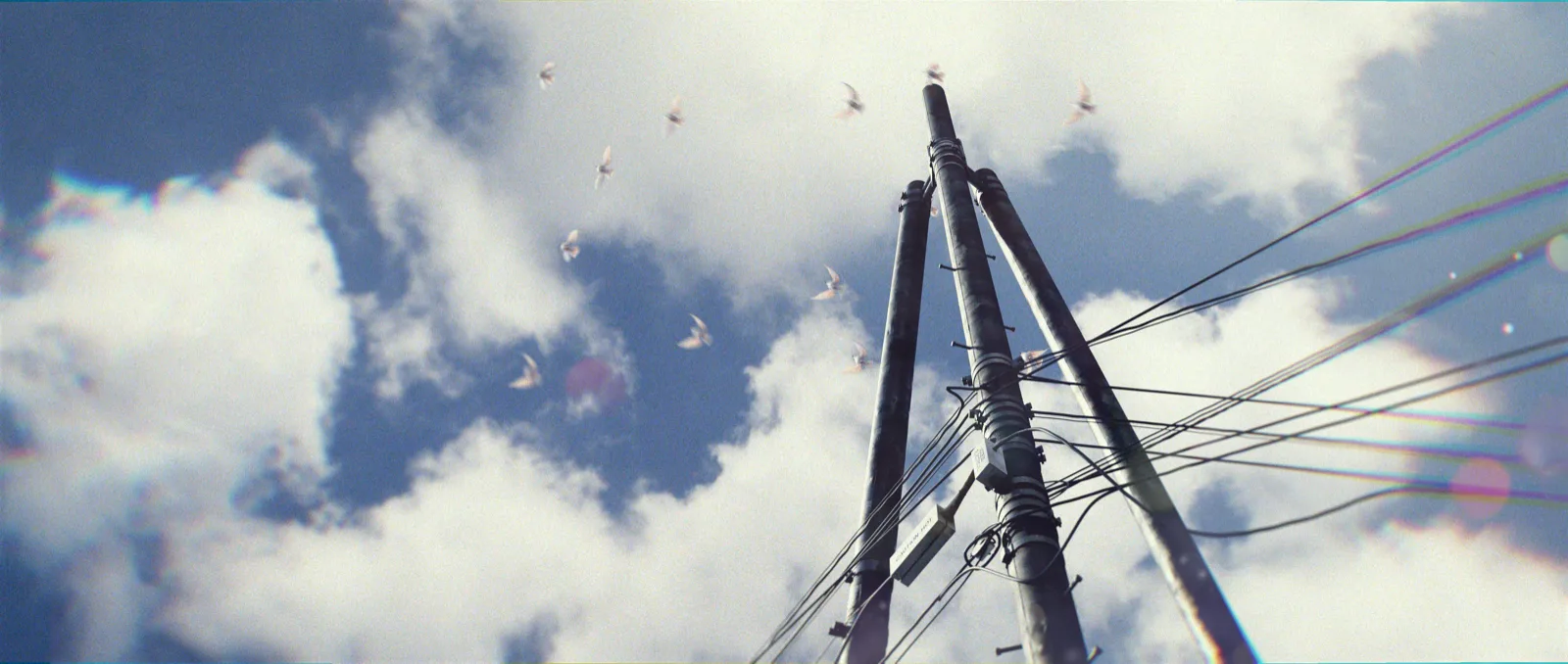 Birds